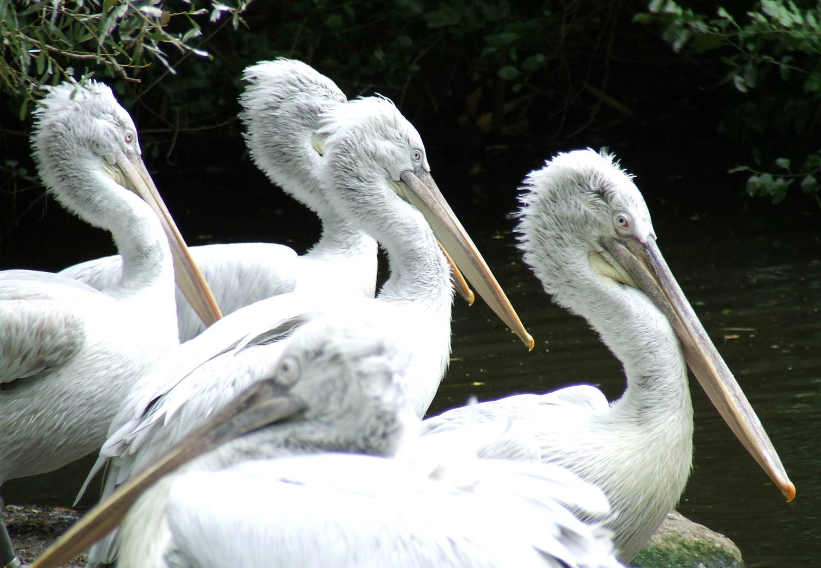 Pelicans in wind