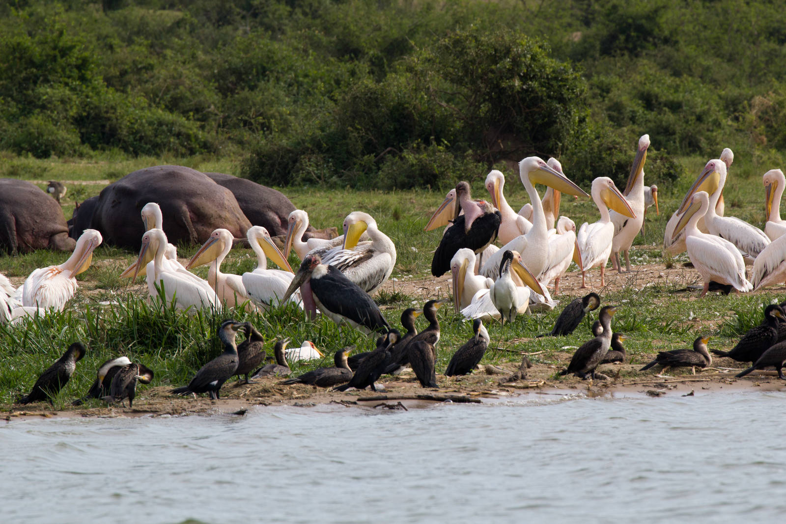 Pelicans, marabou, Cormorants and Hippo