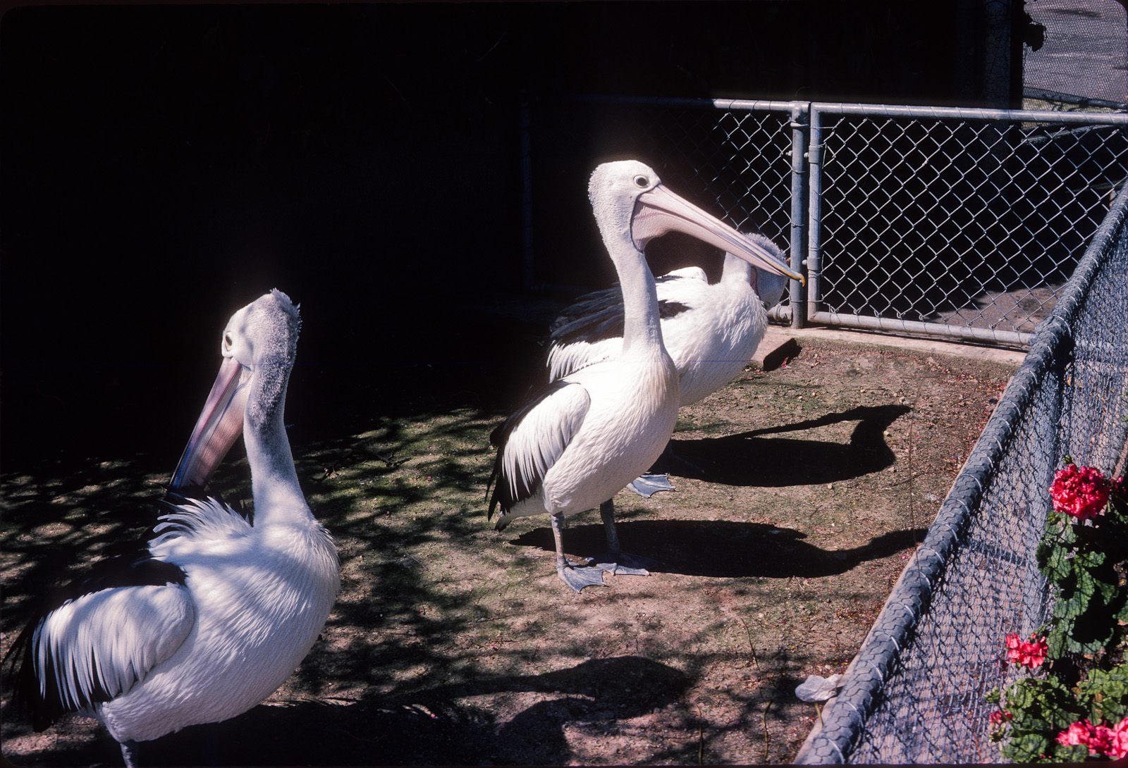Pelicans - Nov 1975