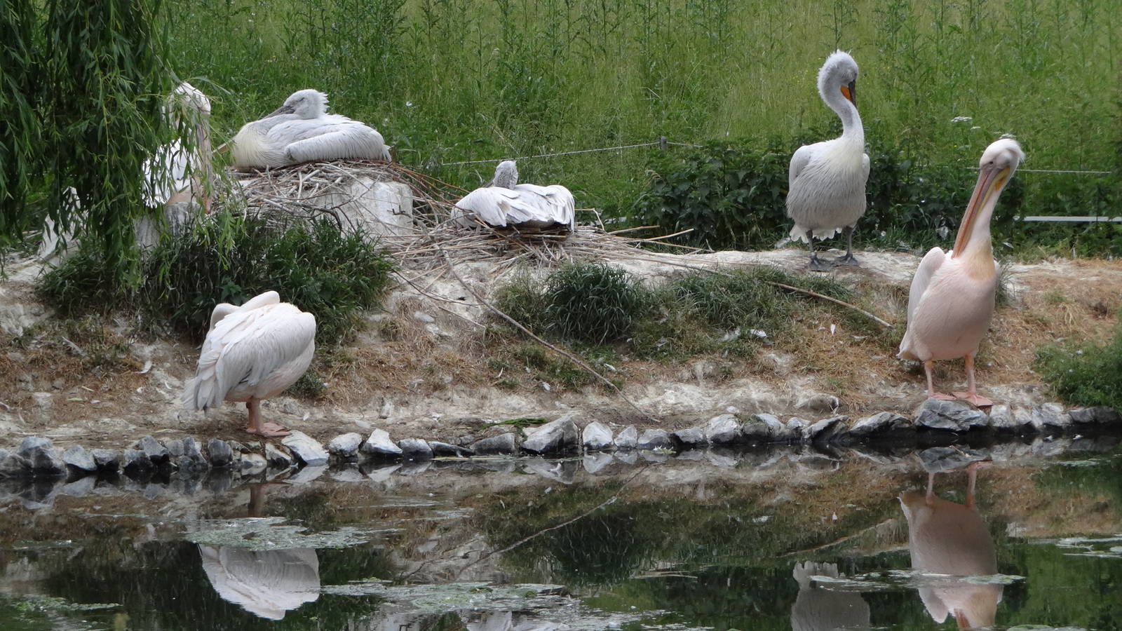 Pelicans on nests