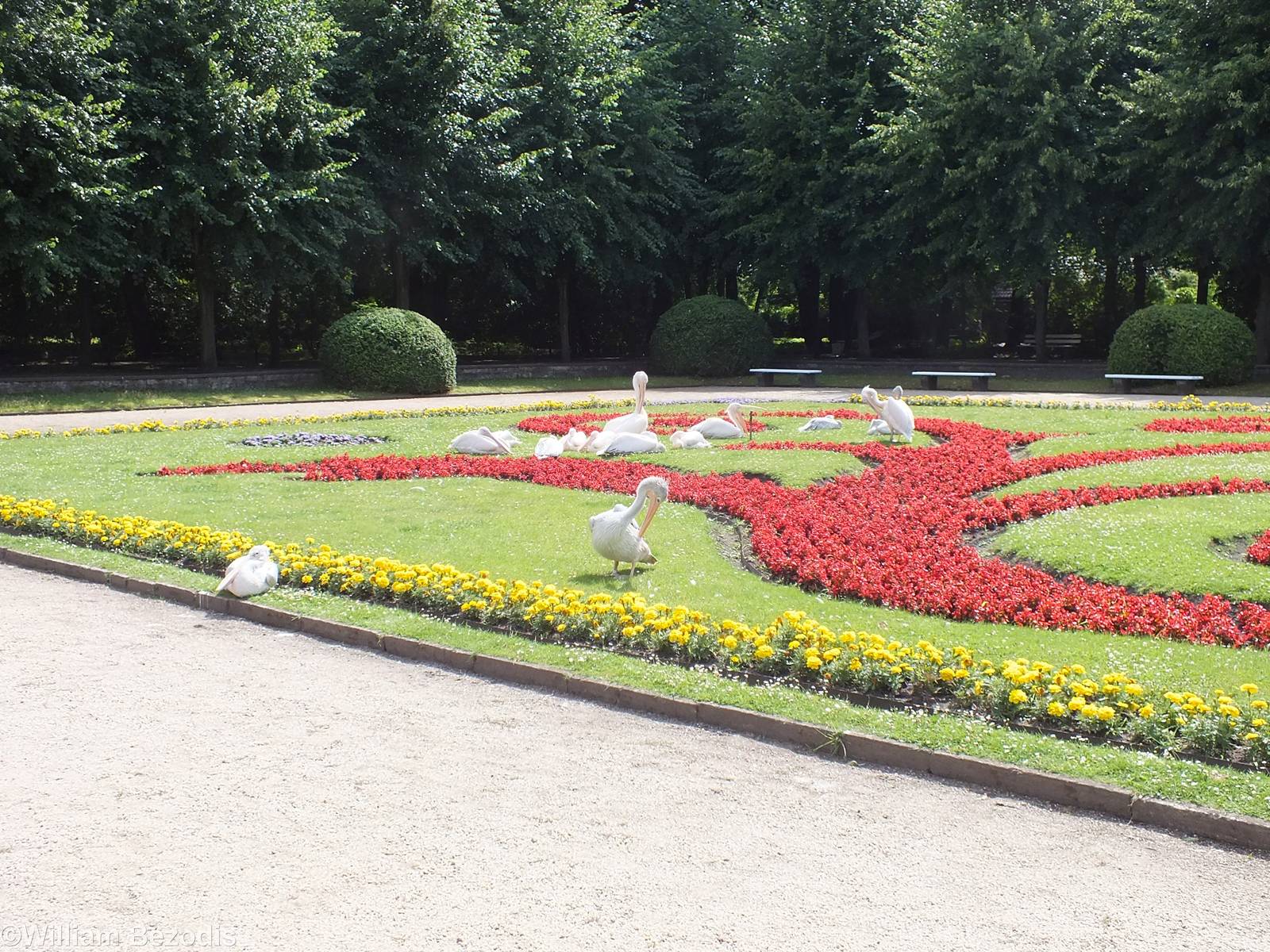 Pelicans on the Lawn