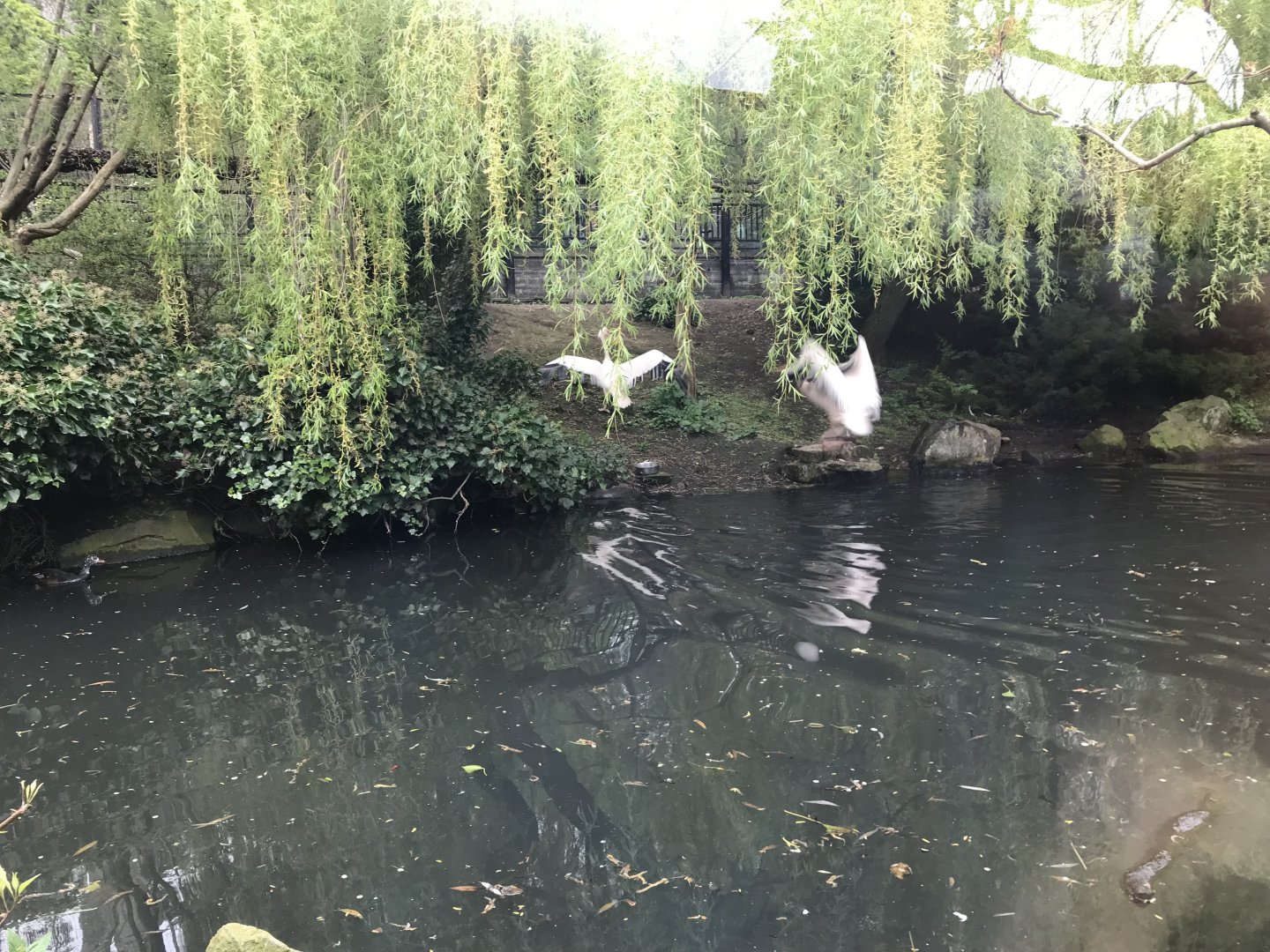 Pelicans on the move