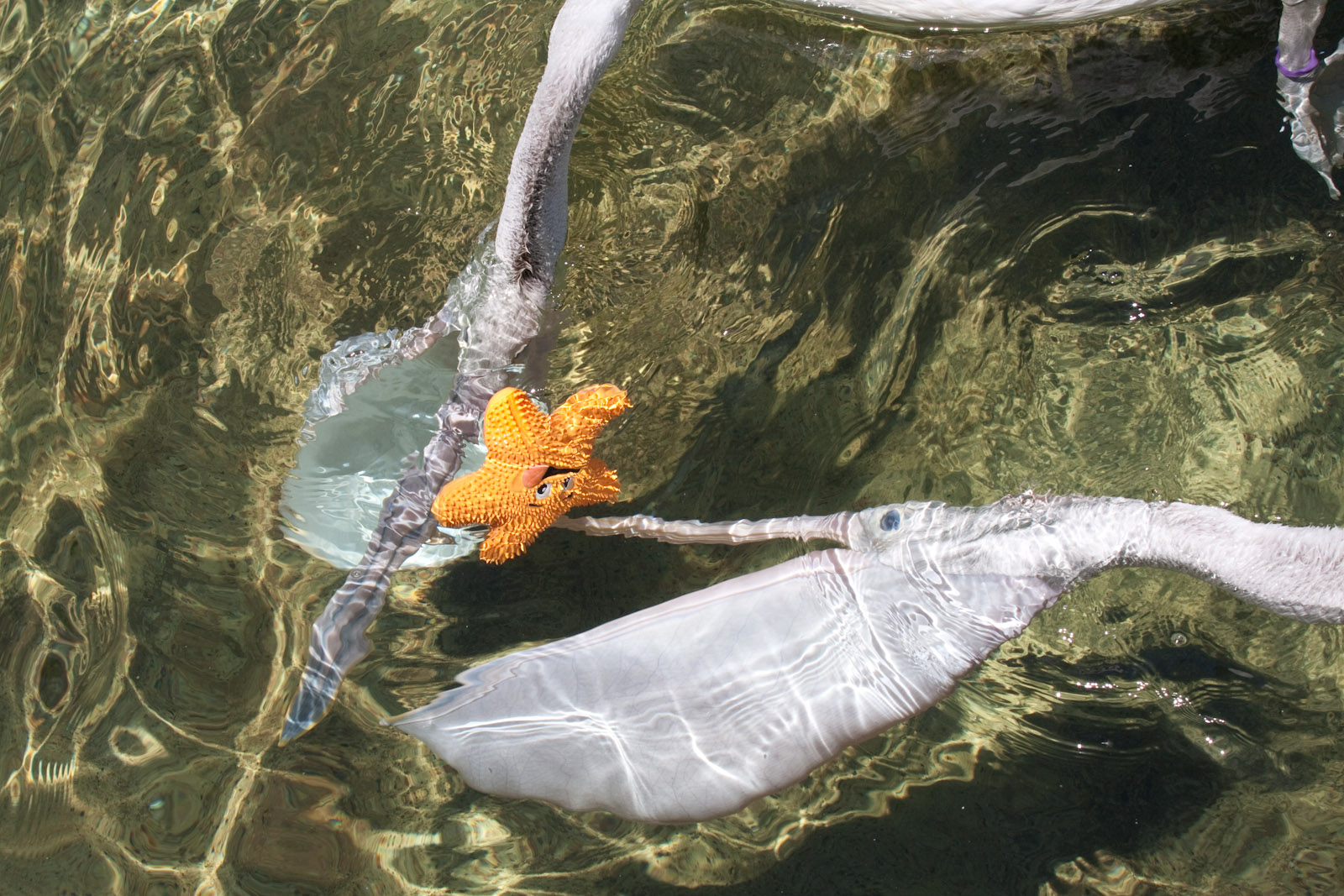 Pelicans playing with a toy - Jan 2009