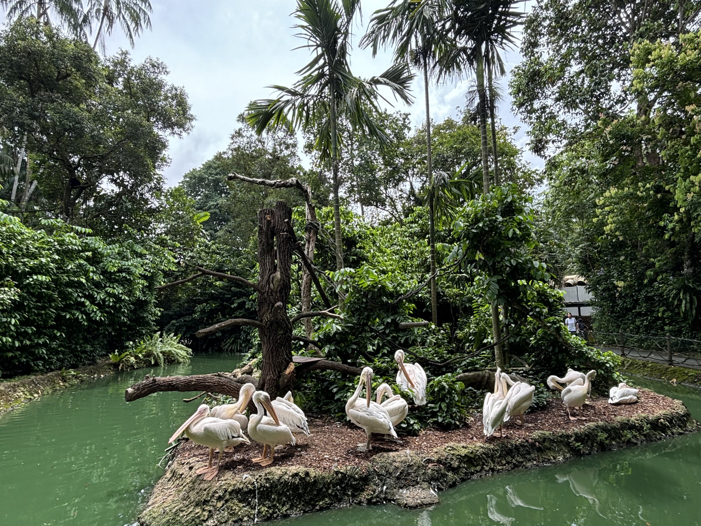 Pelicans + Red Ruffed Lemur Exhibit