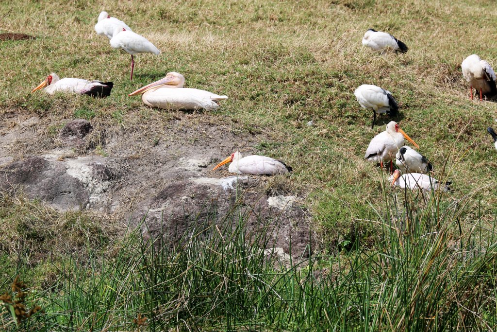 Pelicans, Storks and Ibis