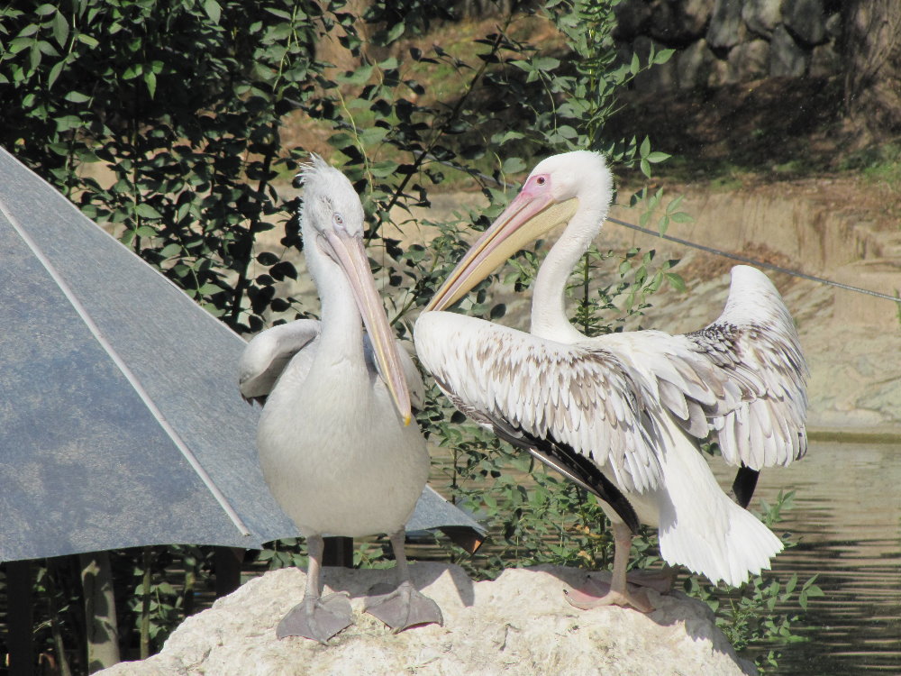 Pelicans(tehran zoo)