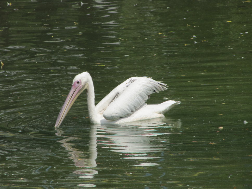 Pelicans(tehran zoo)