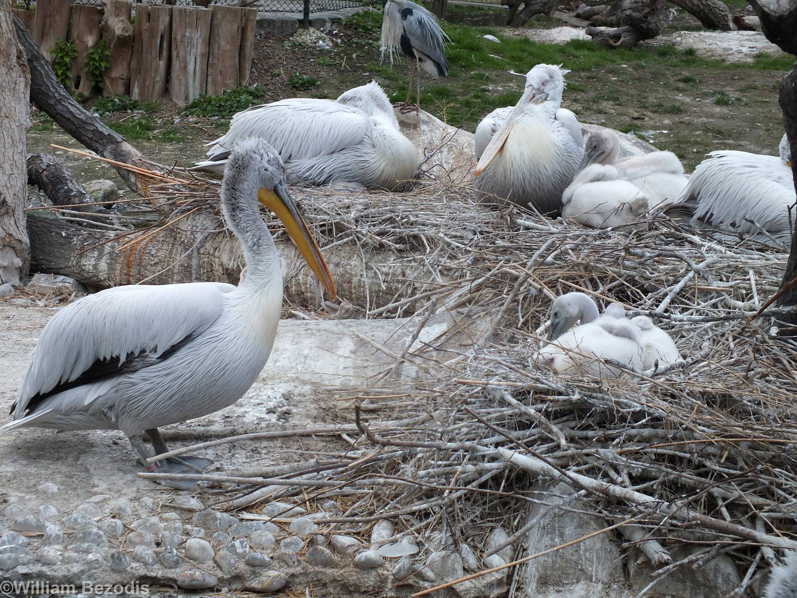 Pelicans with Chicks
