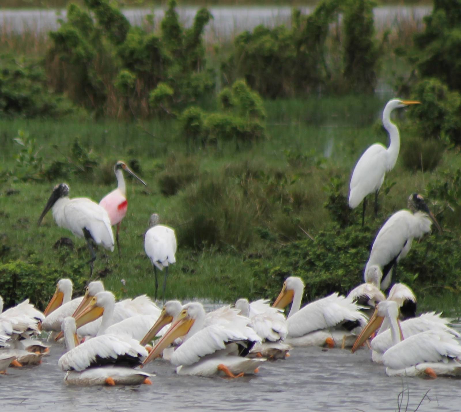 Pelicans, wood storks, a great white egret and a roseate spoonbill