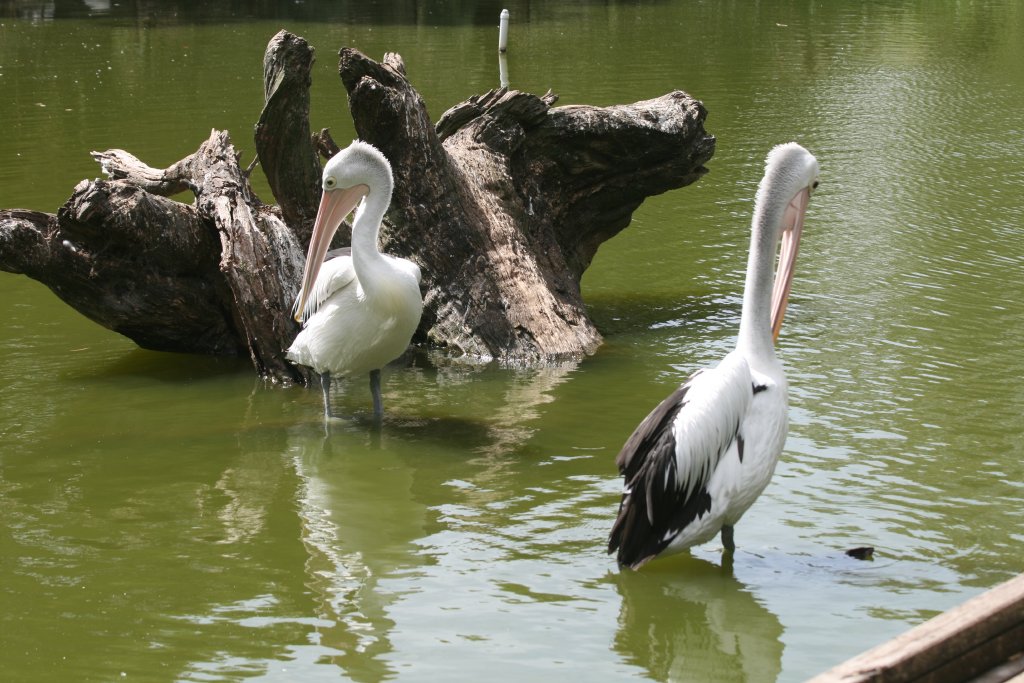 Pelicans