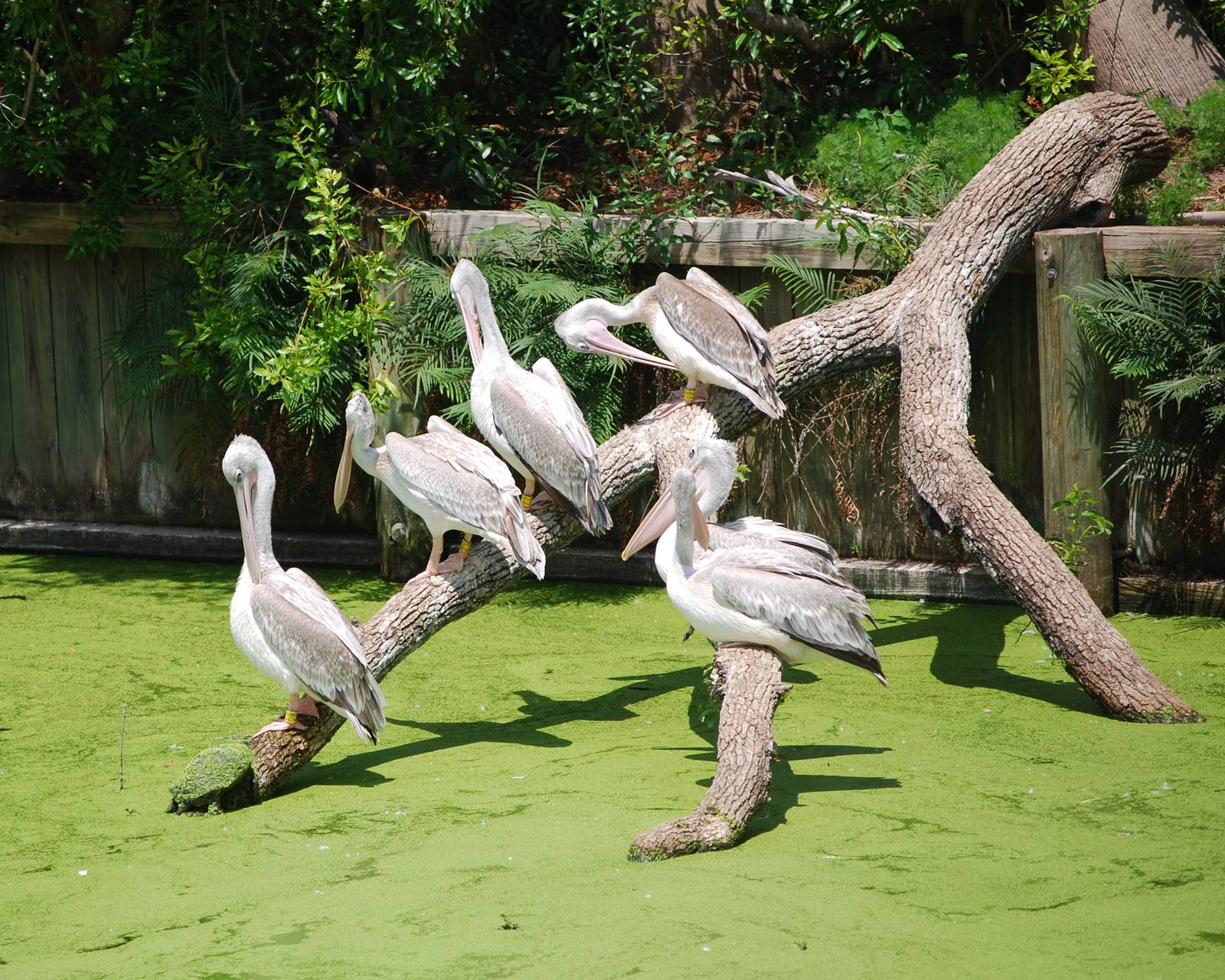 Pelicans