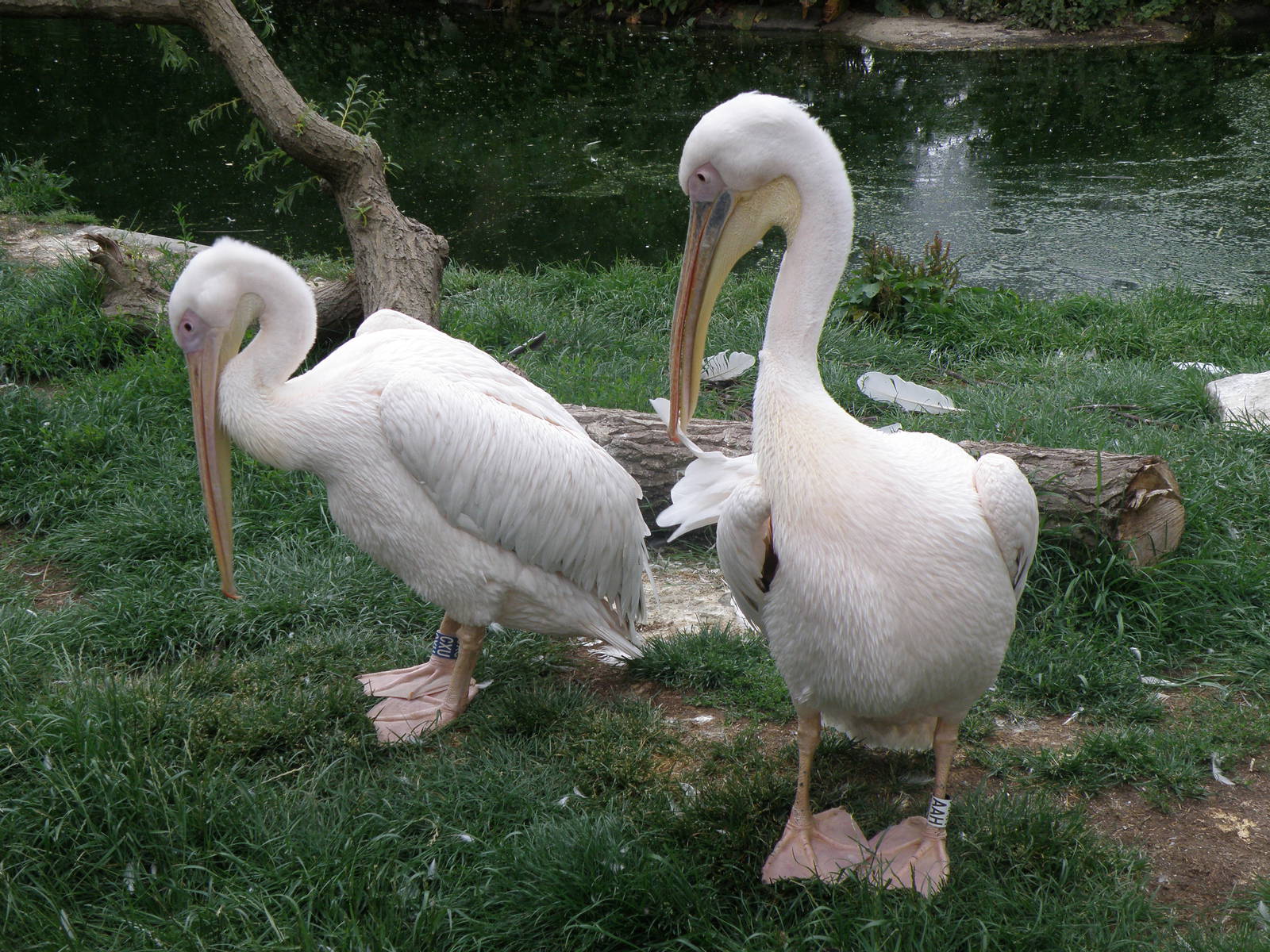 Pelicans