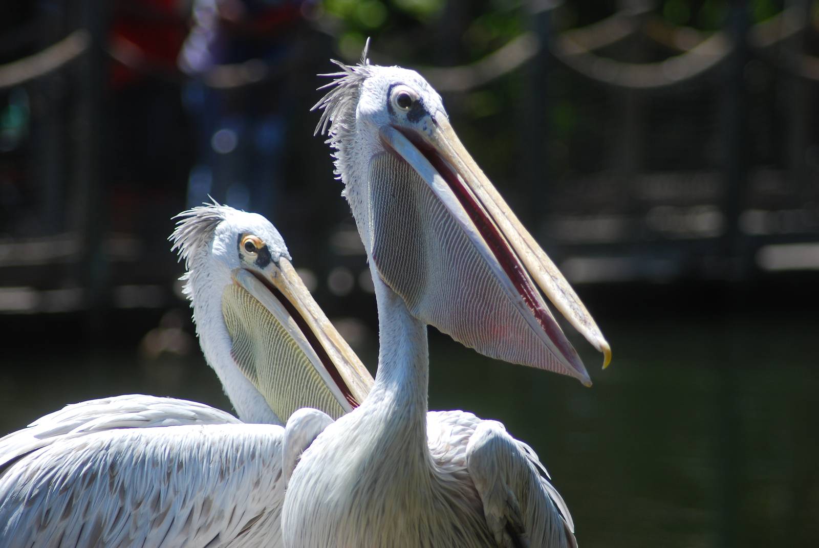 Pelicans