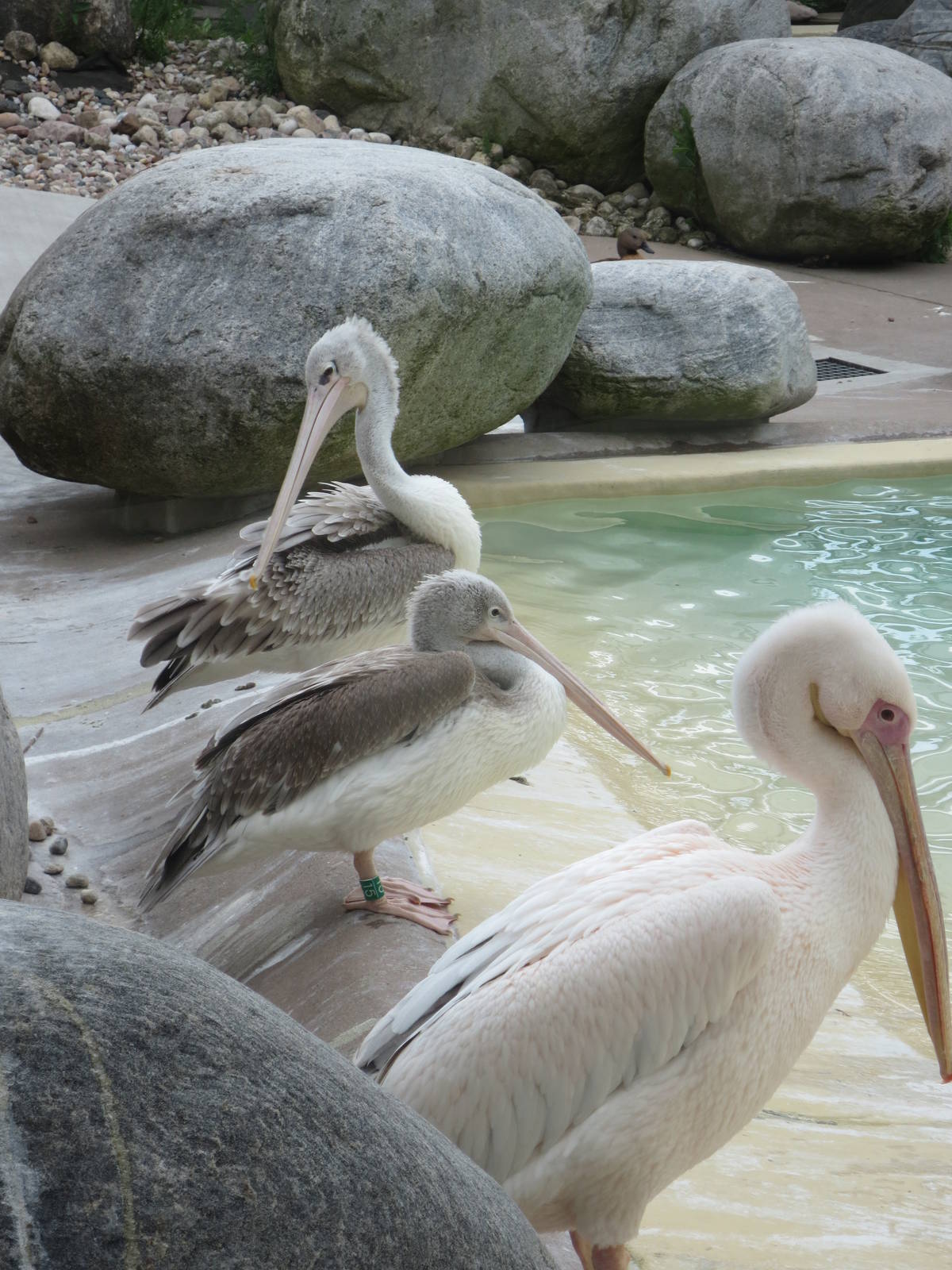 Pelicans