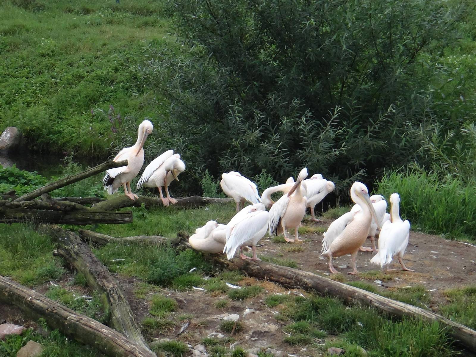 Pelicans