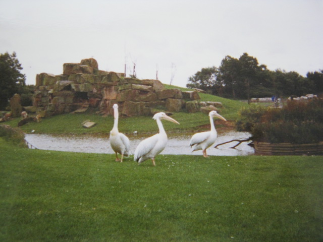 Pelicans