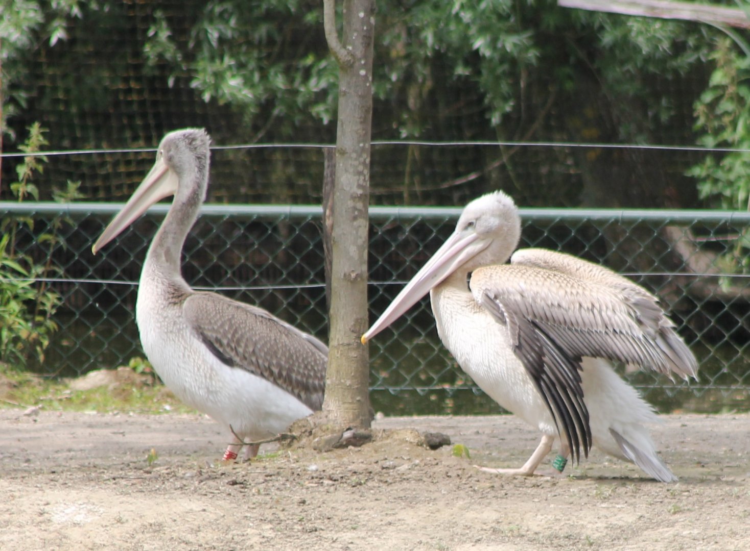 Pelicans
