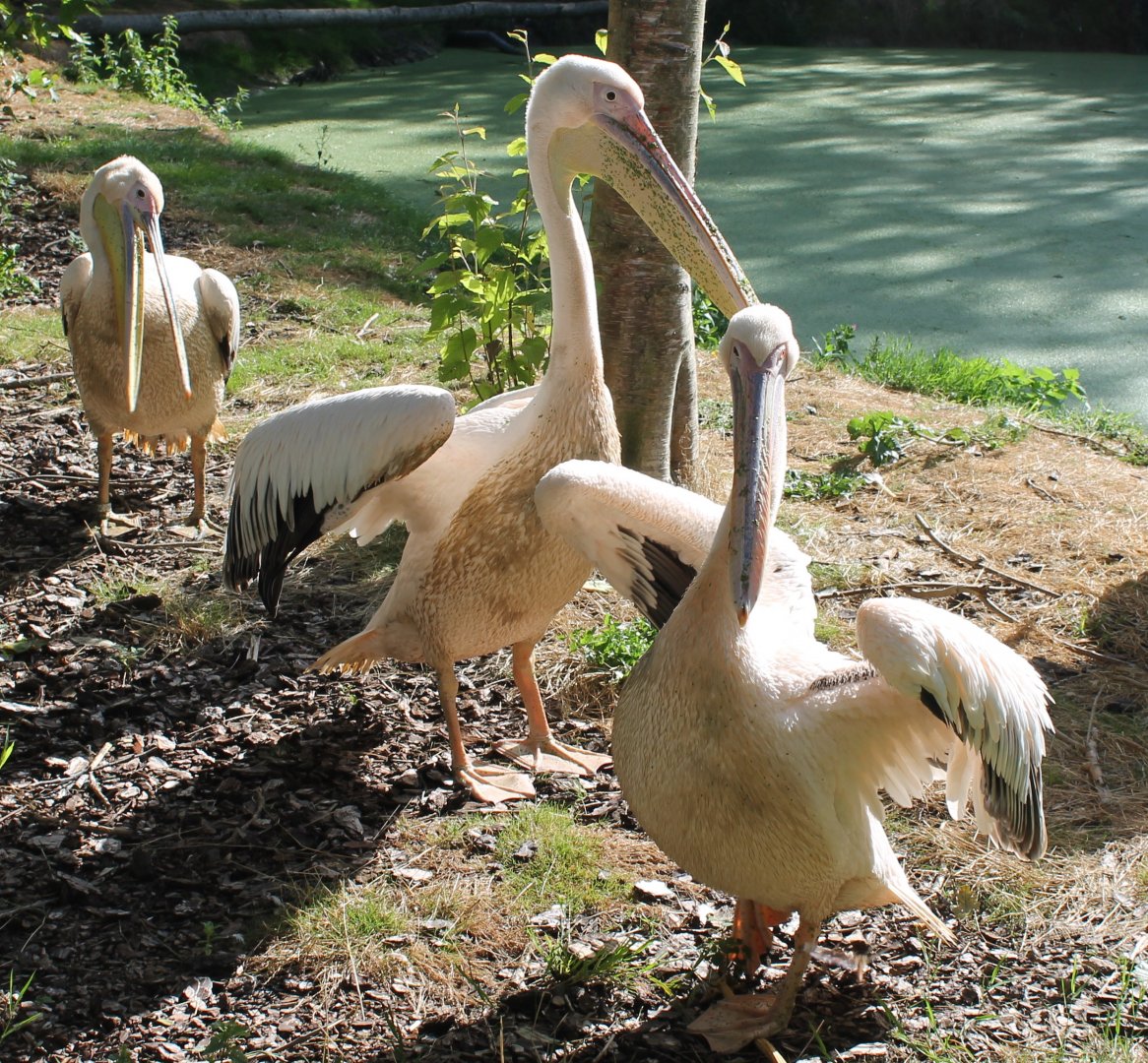 Pelicans