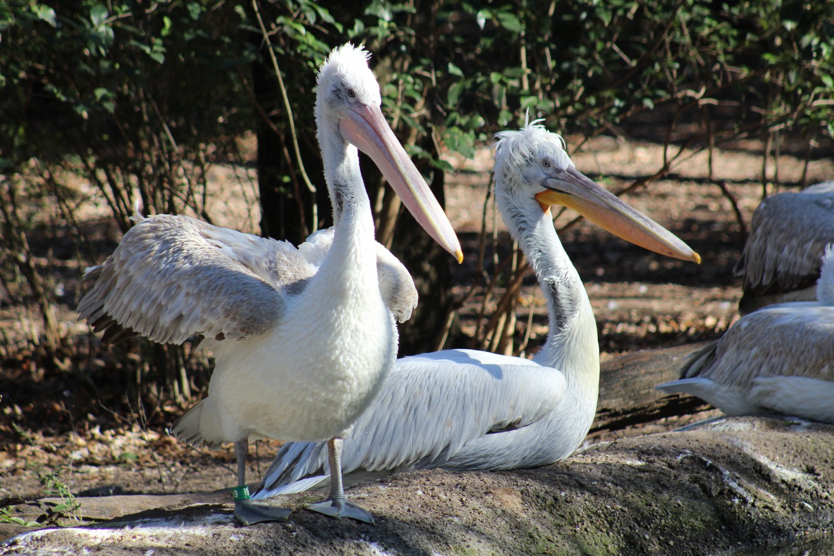Pelicans
