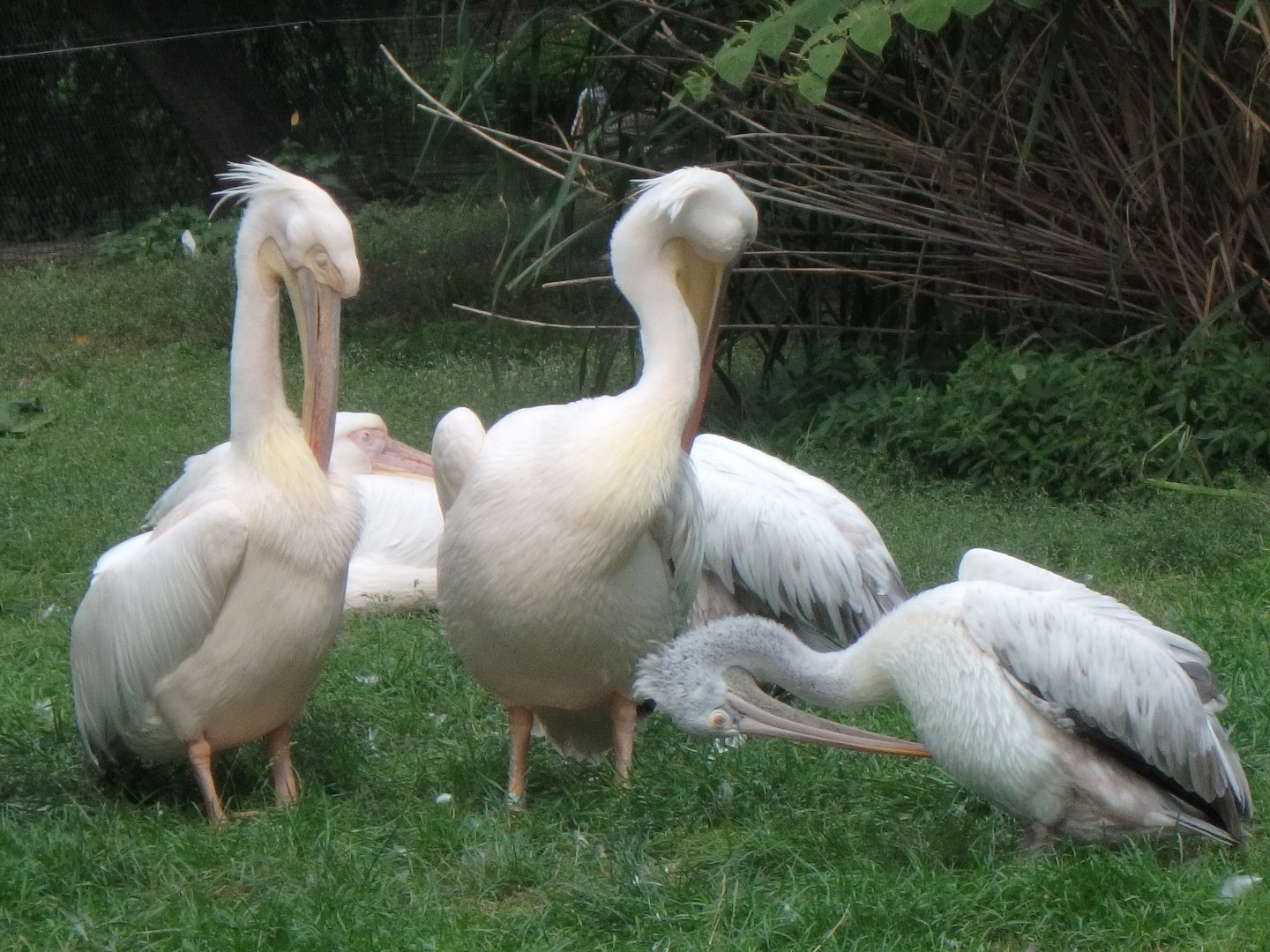 Pelicans