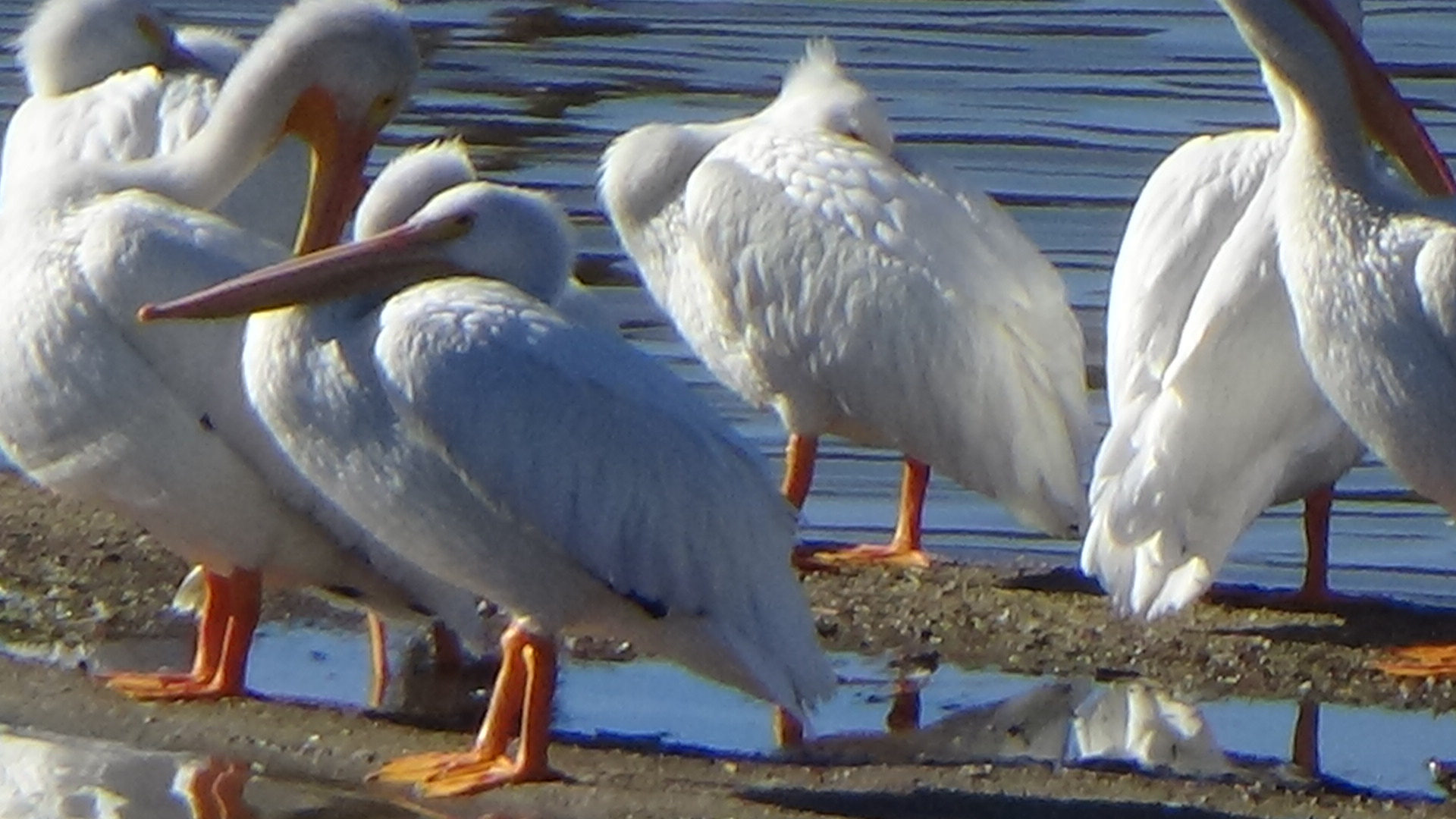 Pelicans