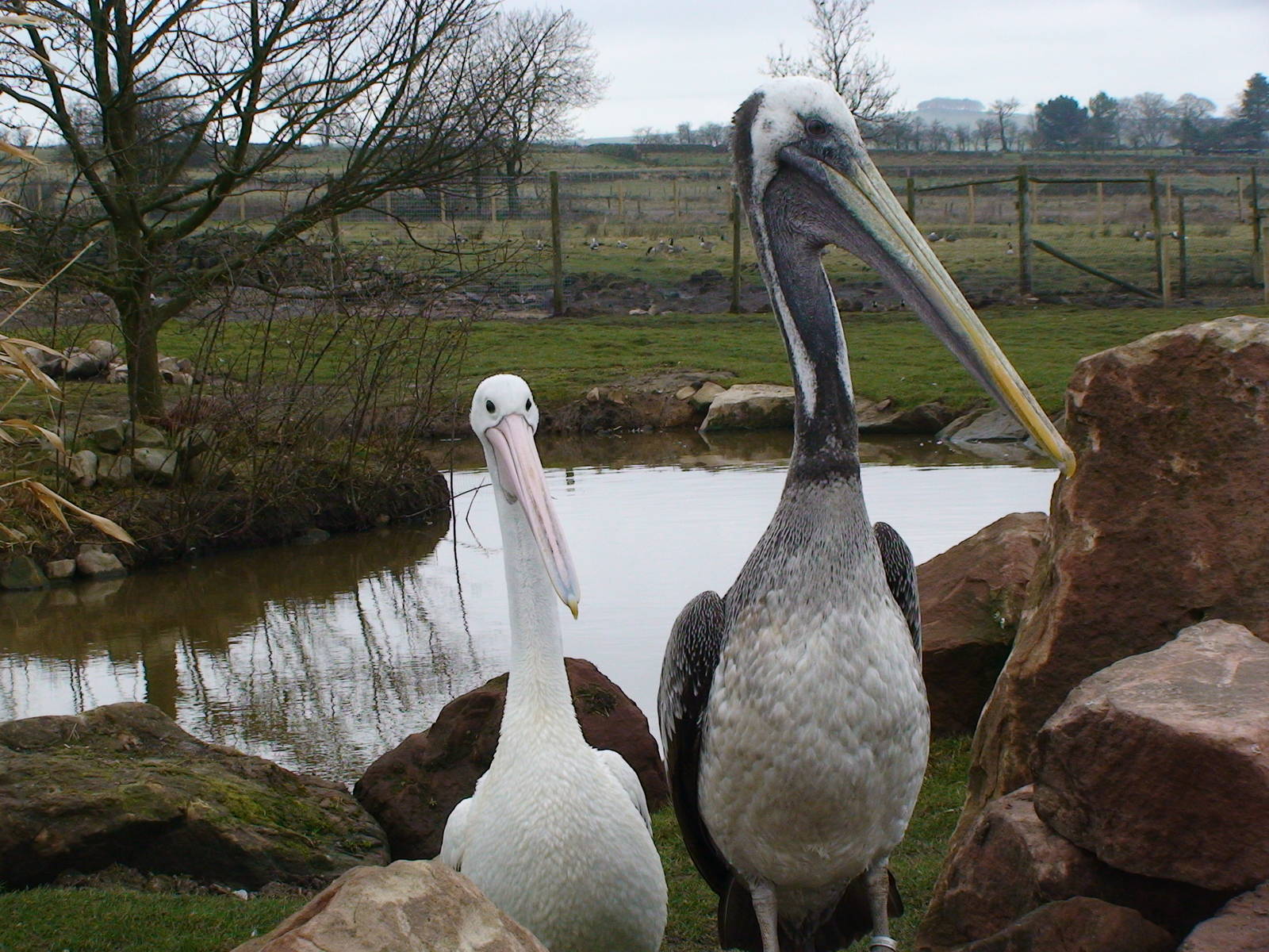 Pelicans