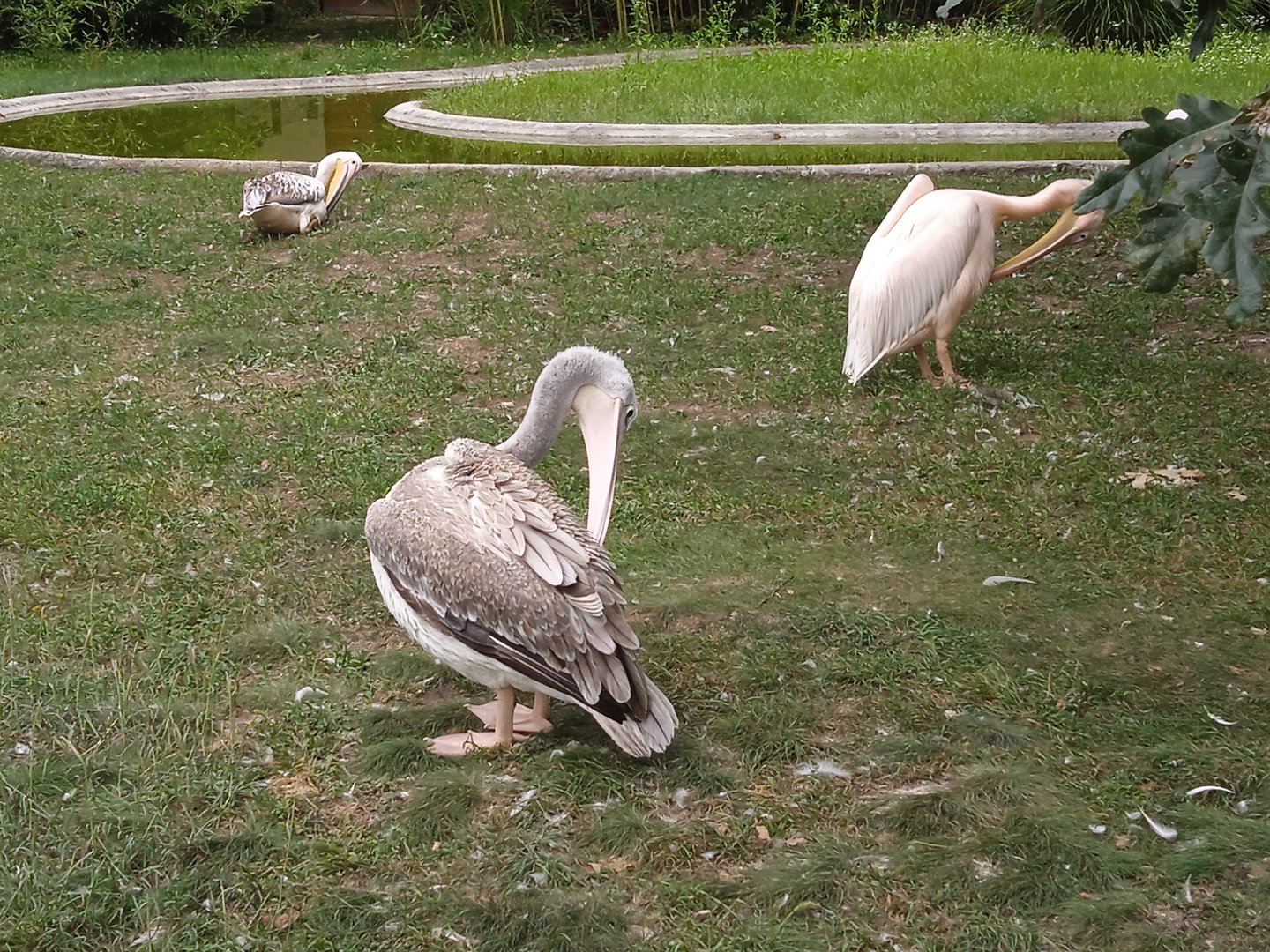Pelicans