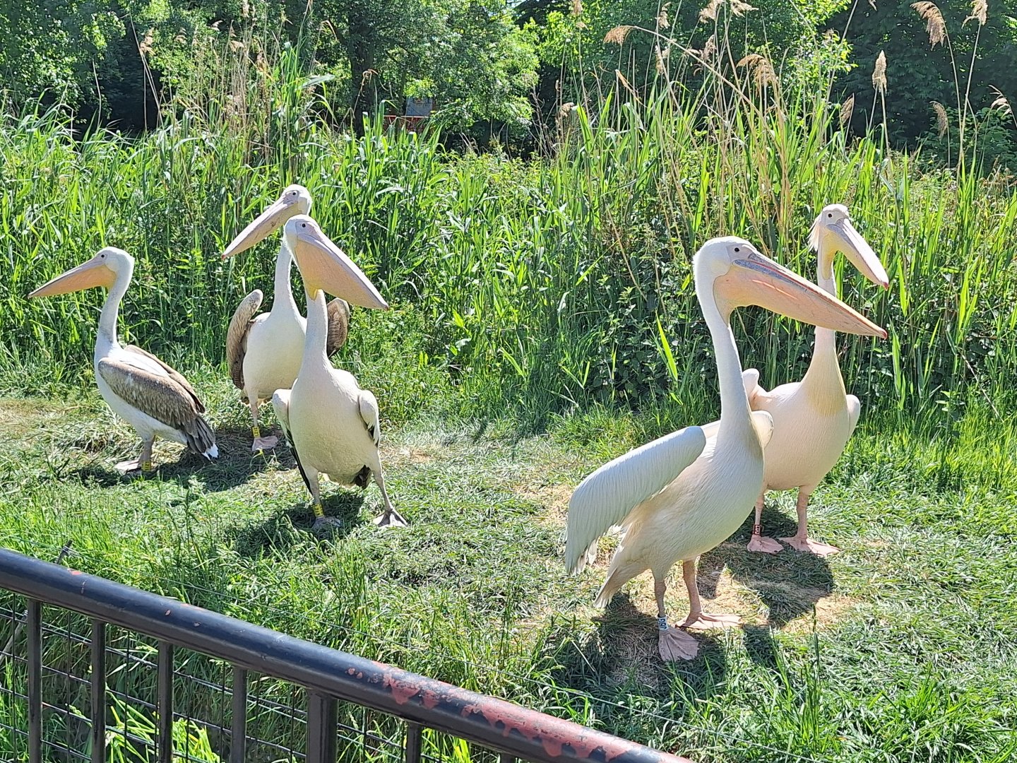 Pelicans