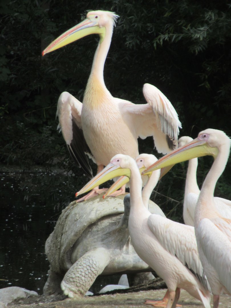 Pelicans