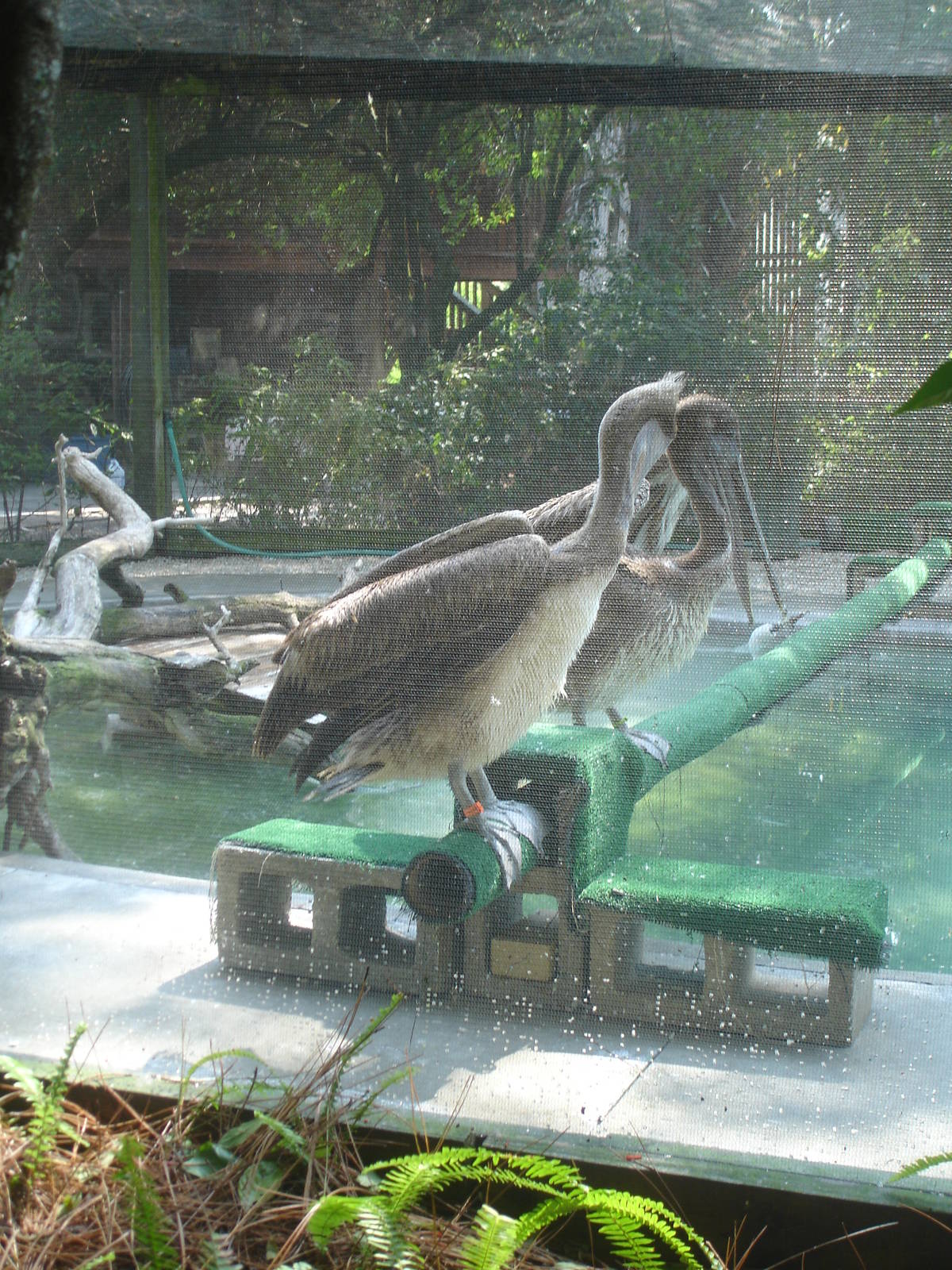 Pelicans