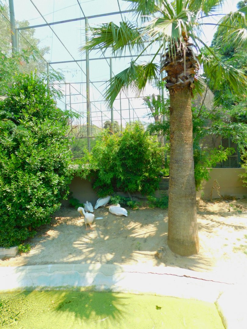 Pelicansright next to the lemurs