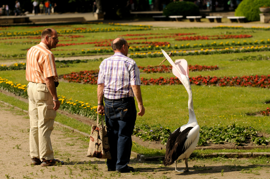 Pelikan at Berlin Tierpark