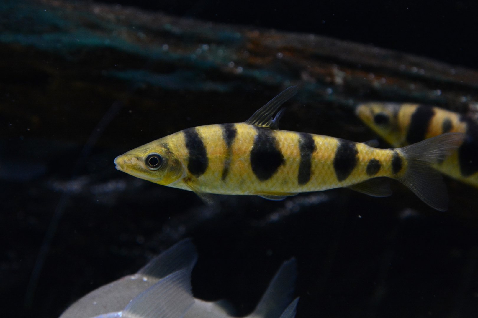 Pellegrin's headstander (Leporinus pellegrinii)