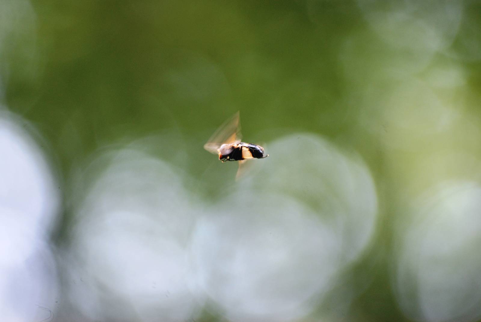 Pellucid Hoverfly at Fermyn Woods, 22/07/12