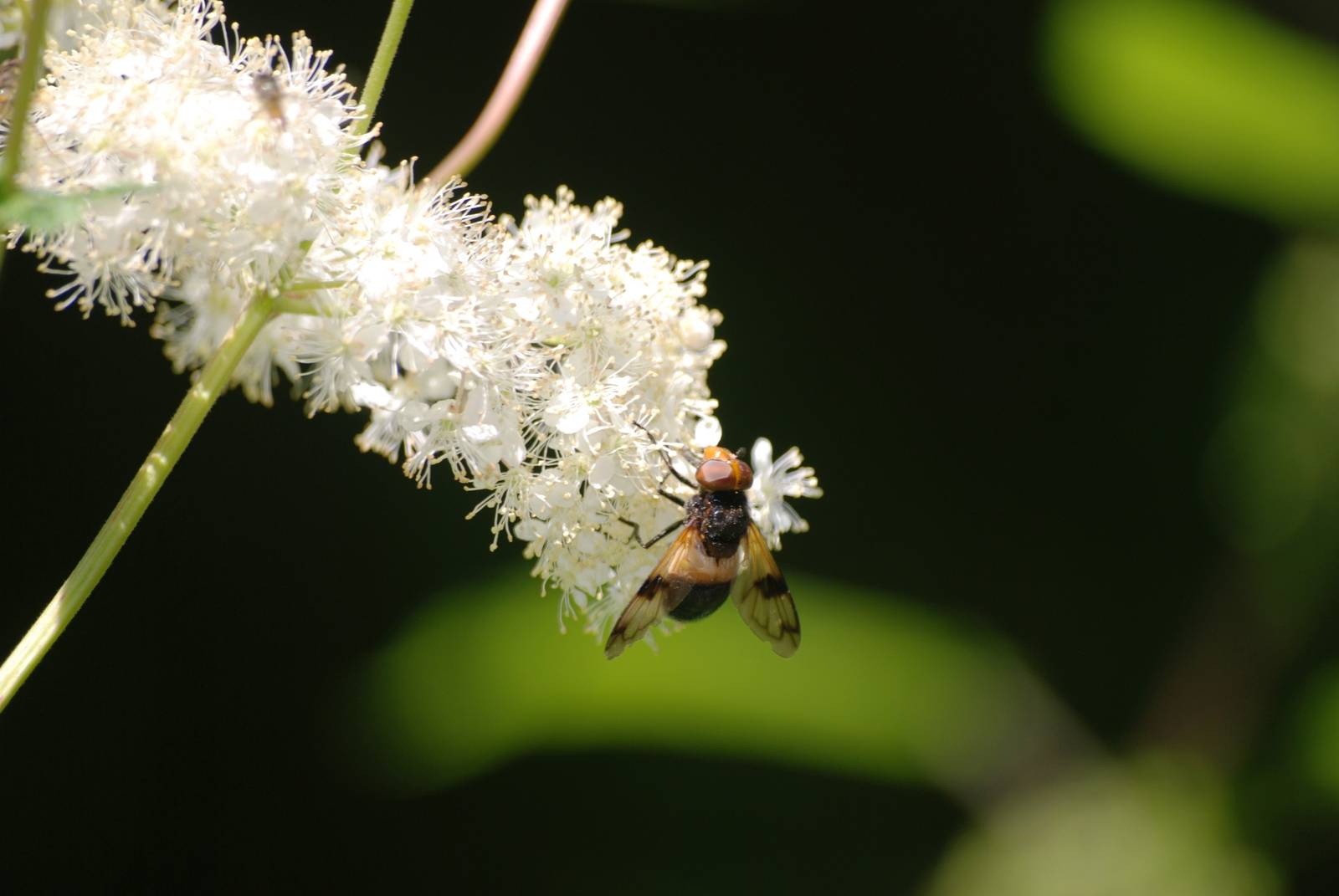 Pellucid Hoverfly at Fermyn Woods, 22/07/12
