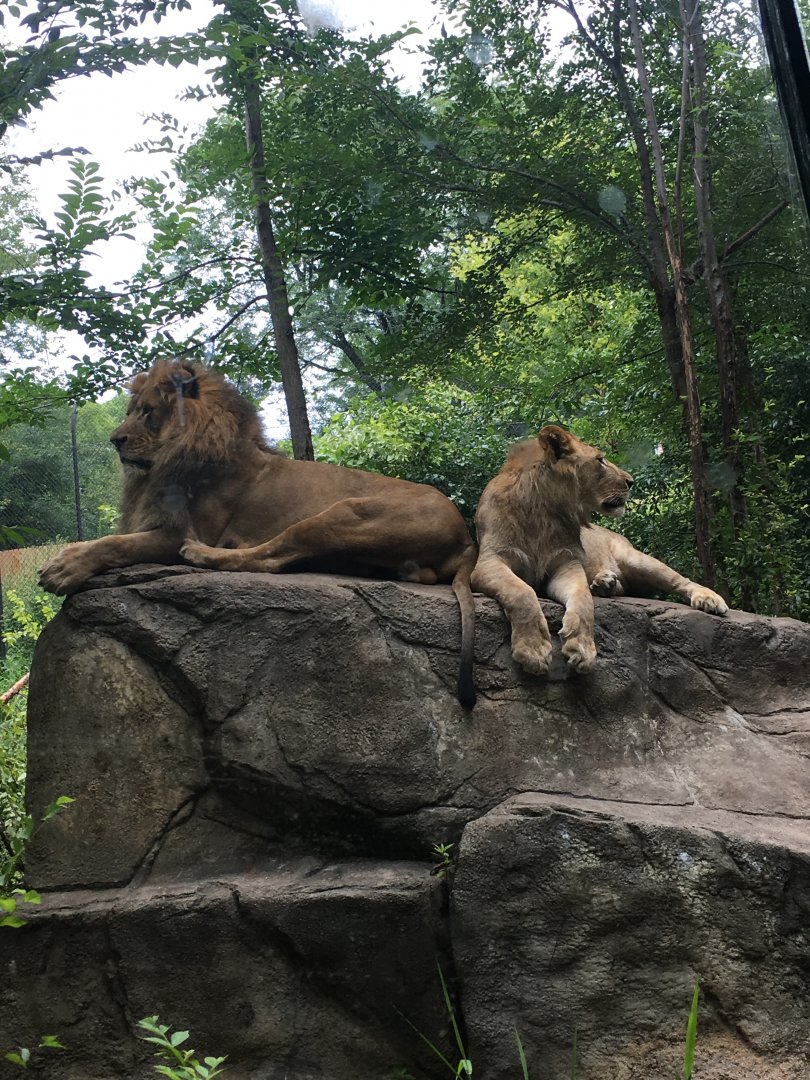 Pelo and Son | Henry Vilas Zoo