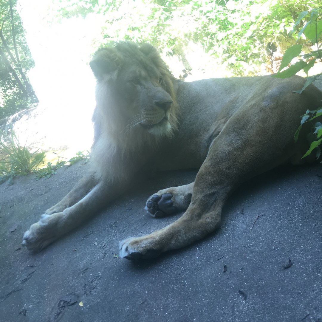 Pelo | Henry Vilas Zoo