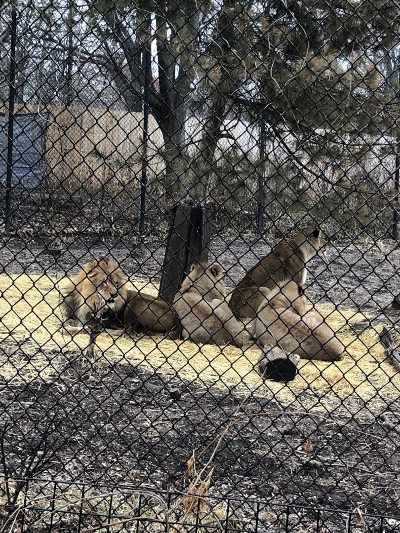 Pelo, Shakura, Ansel, and Amboseli | Henry Vilas Zoo