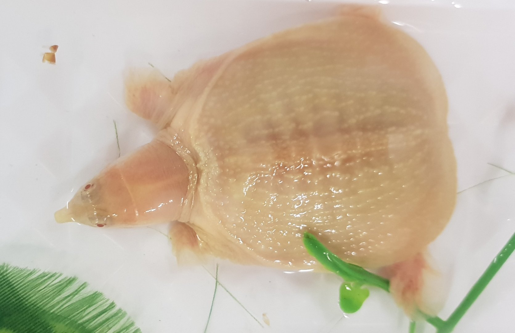 Pelodiscus sinensis - juvenile albino