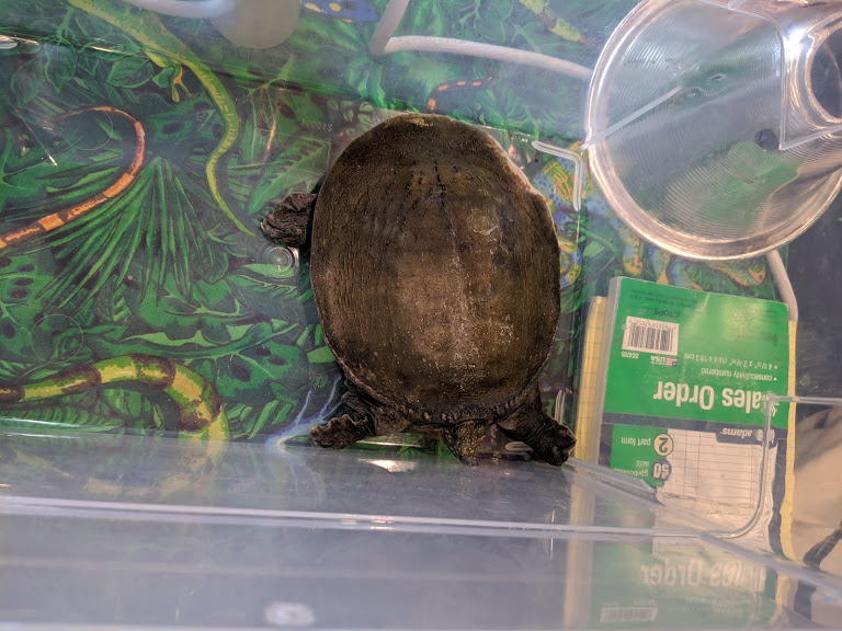 Pelodiscus sinensis or Amyda cartilaginea?