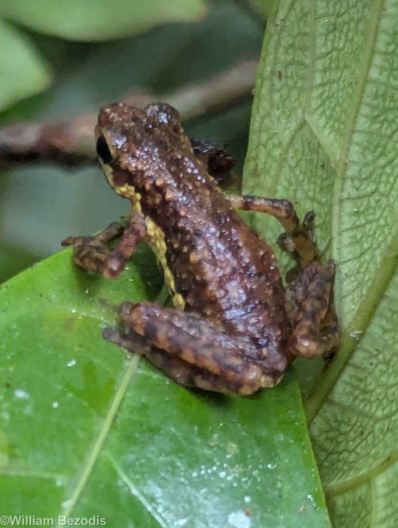 Pelophryne signata I think? - Siberut