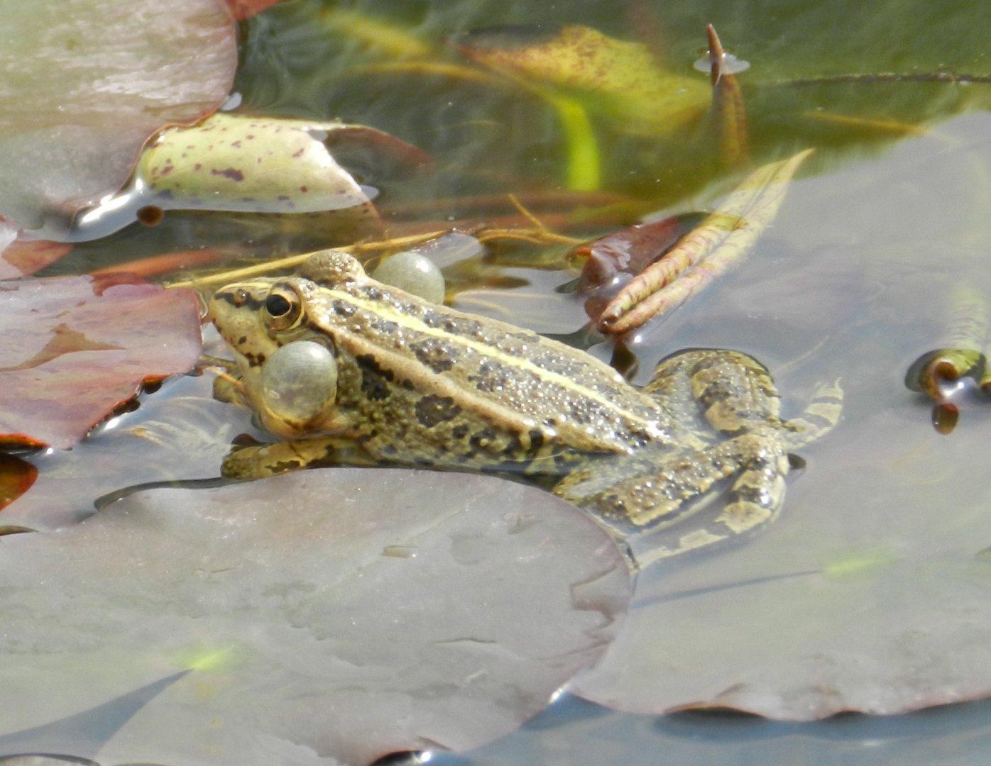 Pelophylax perezi