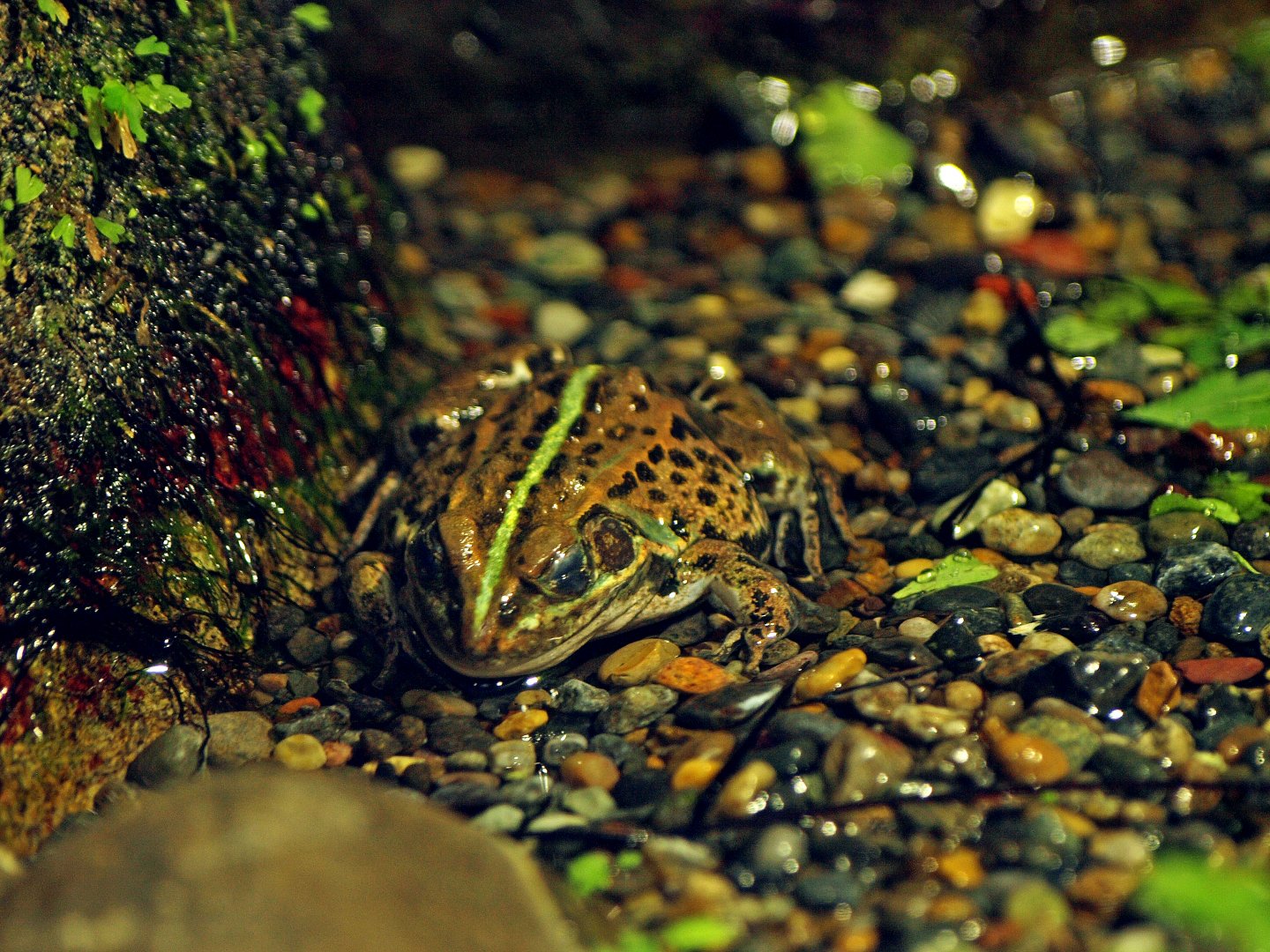 Pelophylax porosus