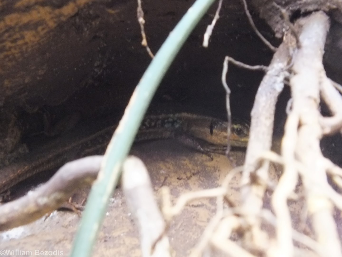 Peloponese Wall Lizard - Wroclaw Zoo Terrarium