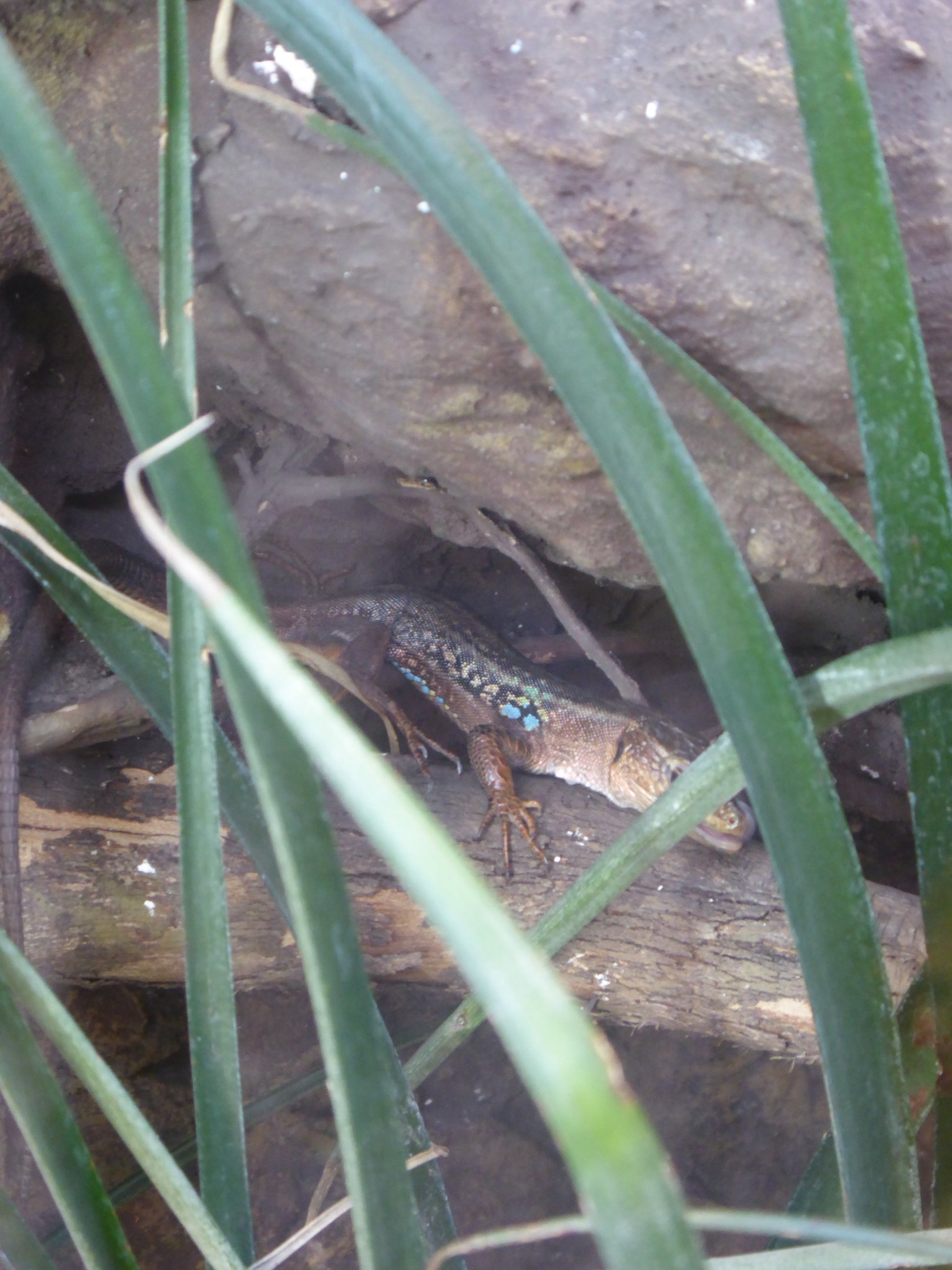 Peloponnese Wall Lizard (Podarcis peloponnesiacus) at Zoo Wroclaw - 26 September 2019