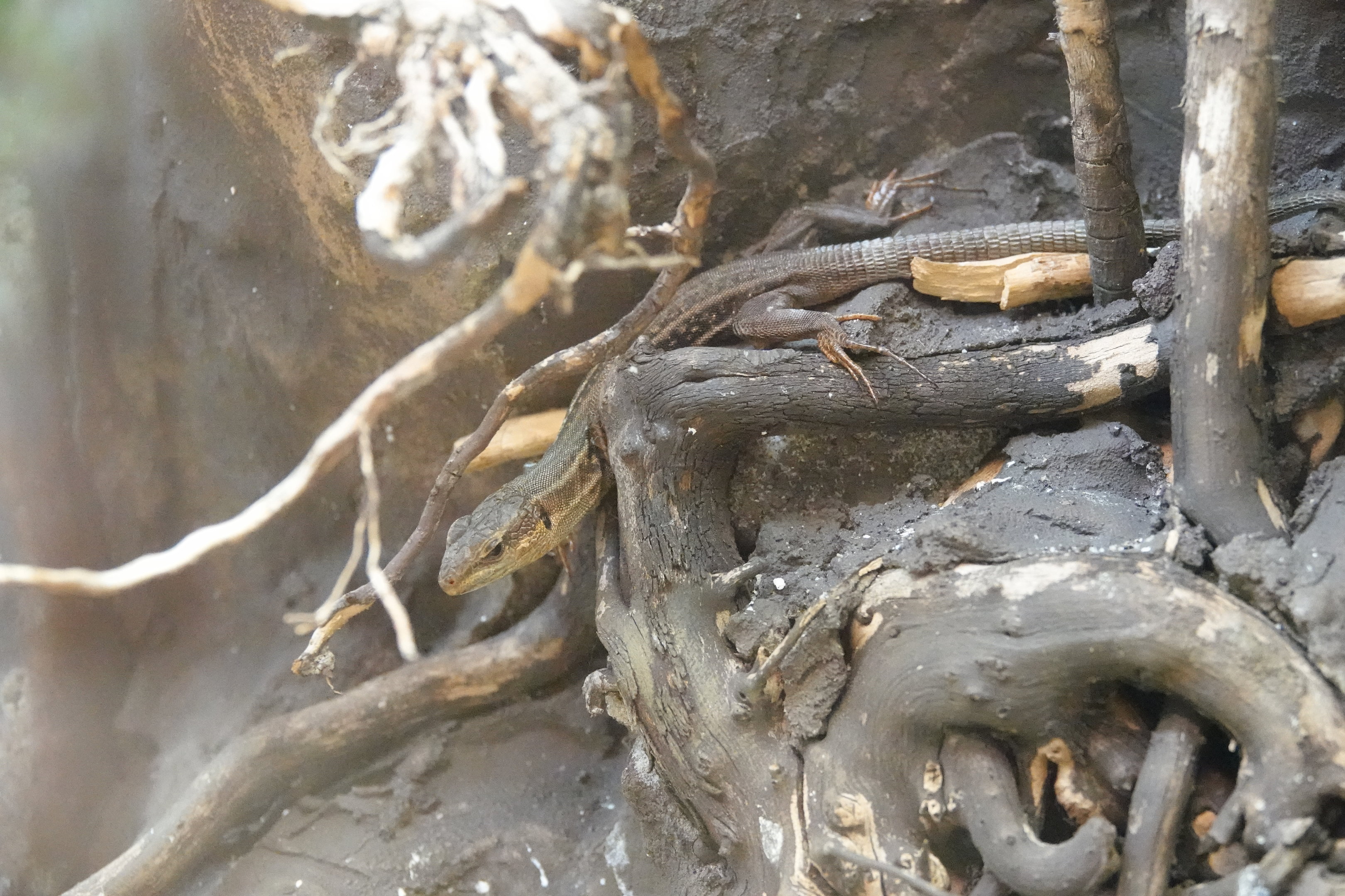 Peloponnese wall lizard