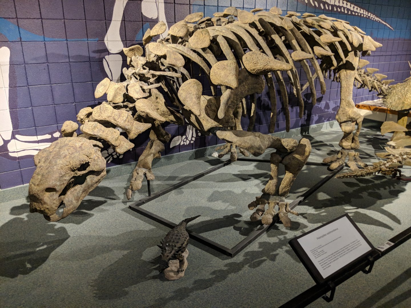 Peloroplites cedrimontanus