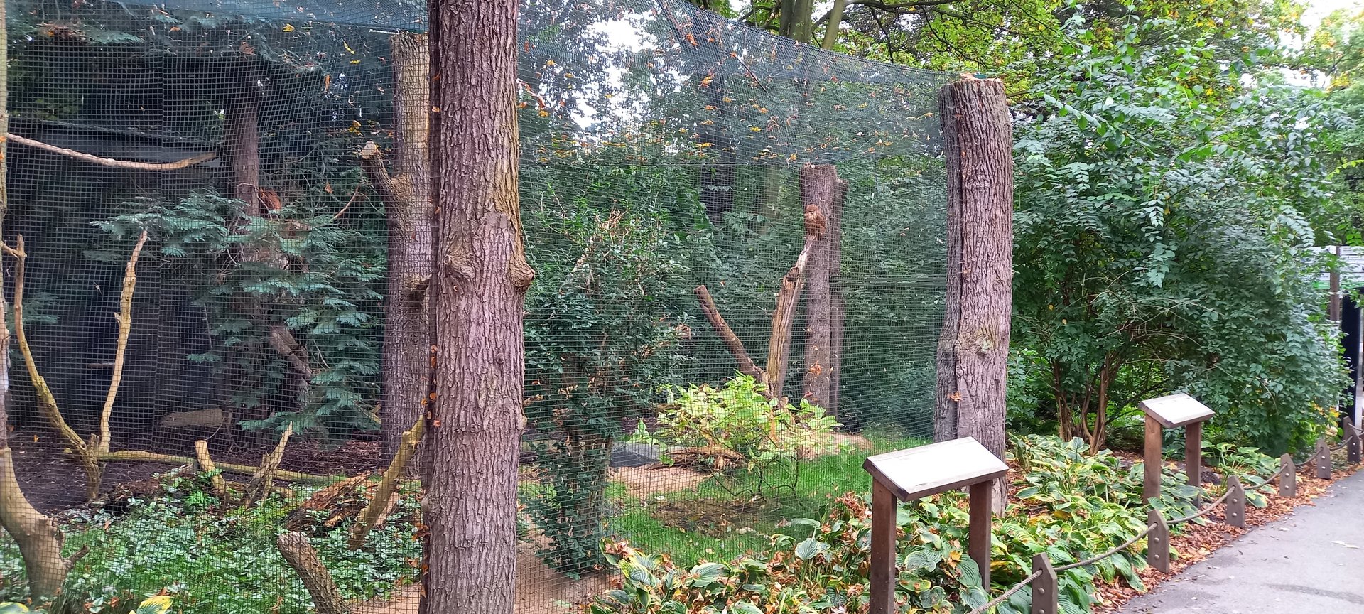 Pel's fishing owl aviary