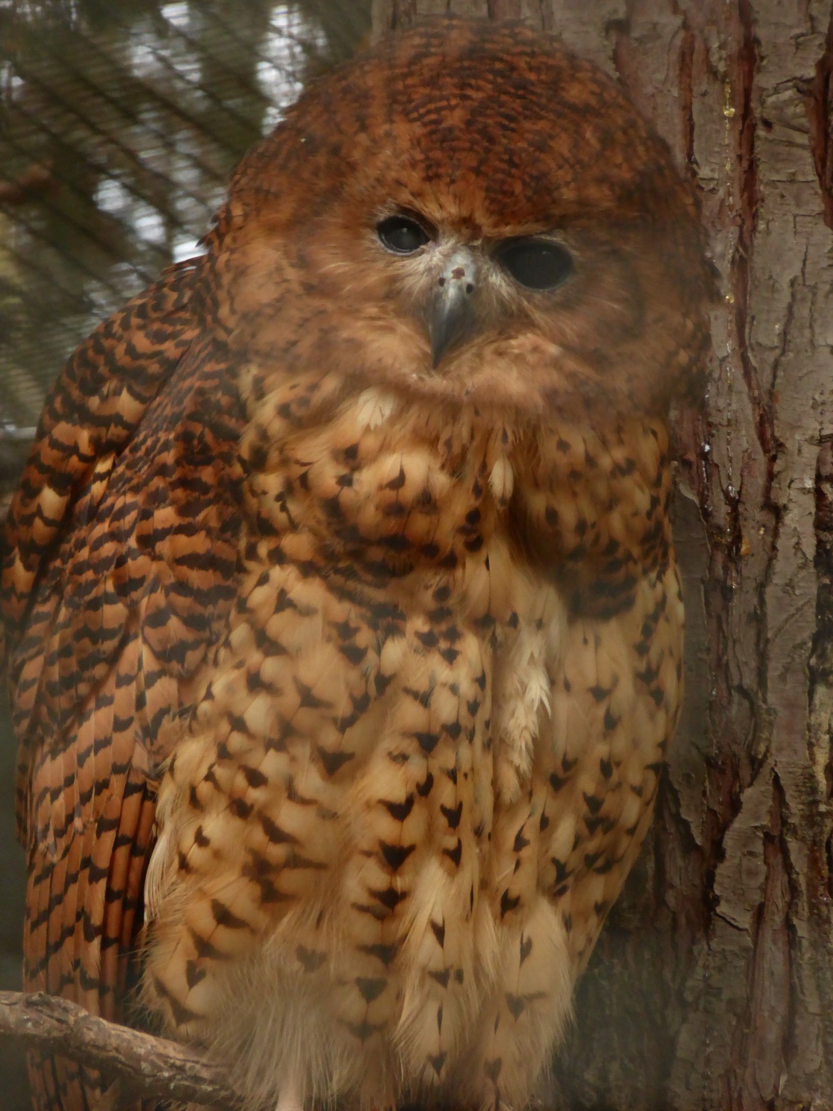 Pel's Fishing Owl (Scotopelia peli) at Zoo Praha - 4th October 2019