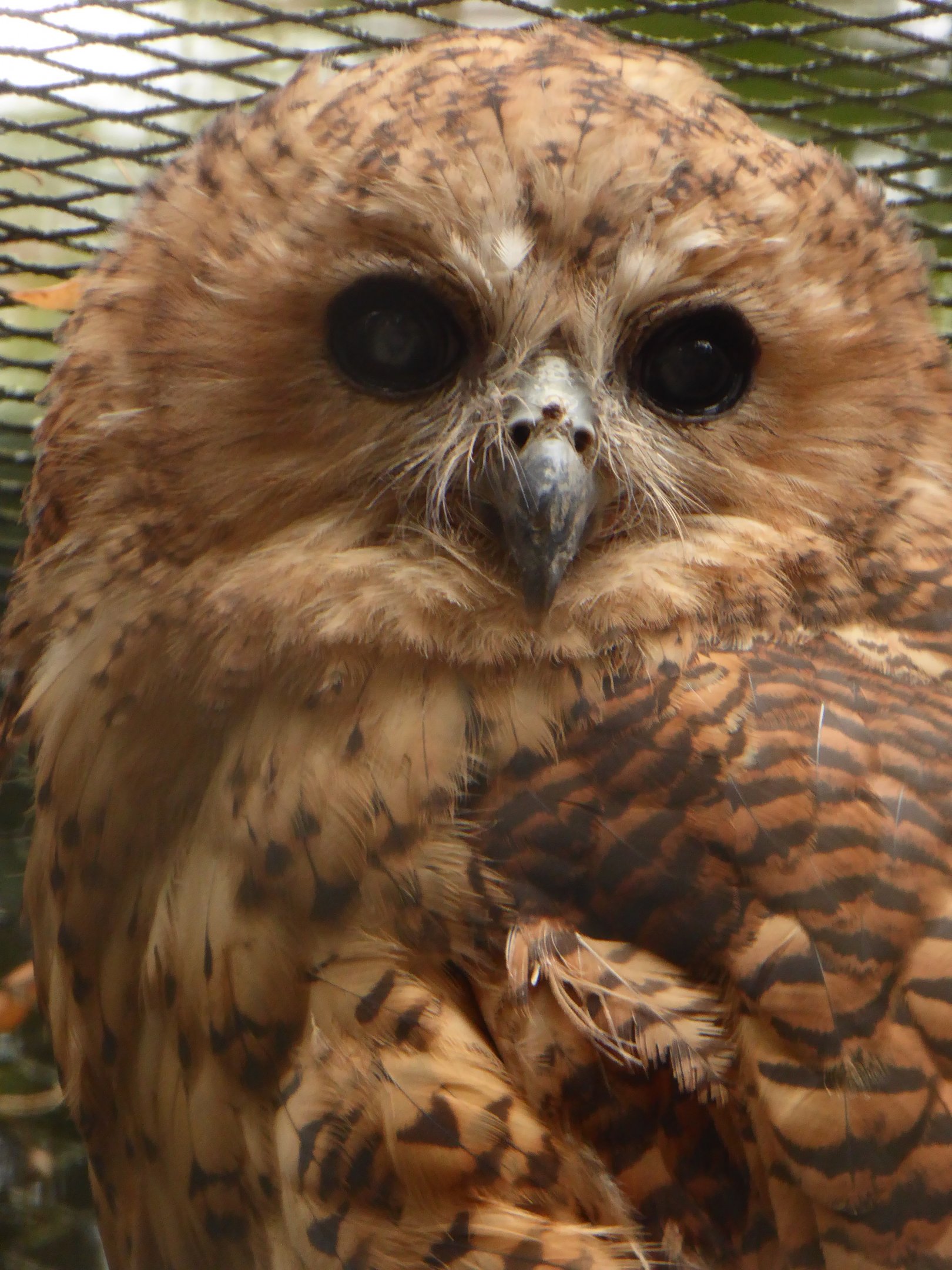 Pel's Fishing Owl (Scotopelia peli) at Zoo Praha - 4th October 2019